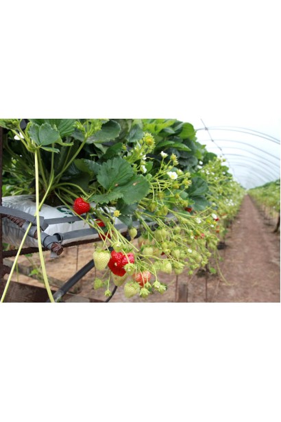 Вирощування полуниці Дарселект в теплиці